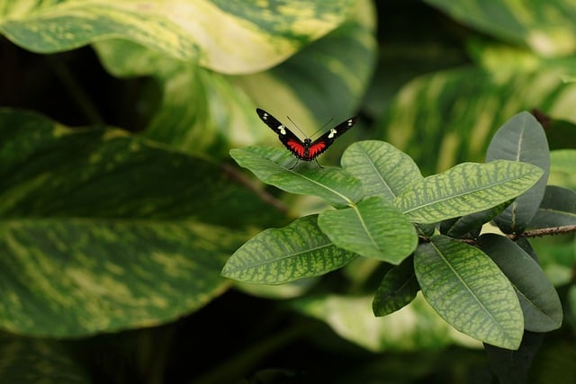 butterfly-7612383_640