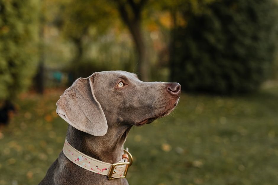 A dog wearing a stylish dog tag collar showcasing identification and personality outdoors.